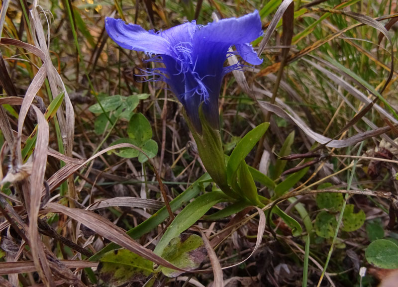 Gentianopsis ciliata - Gentianaceae